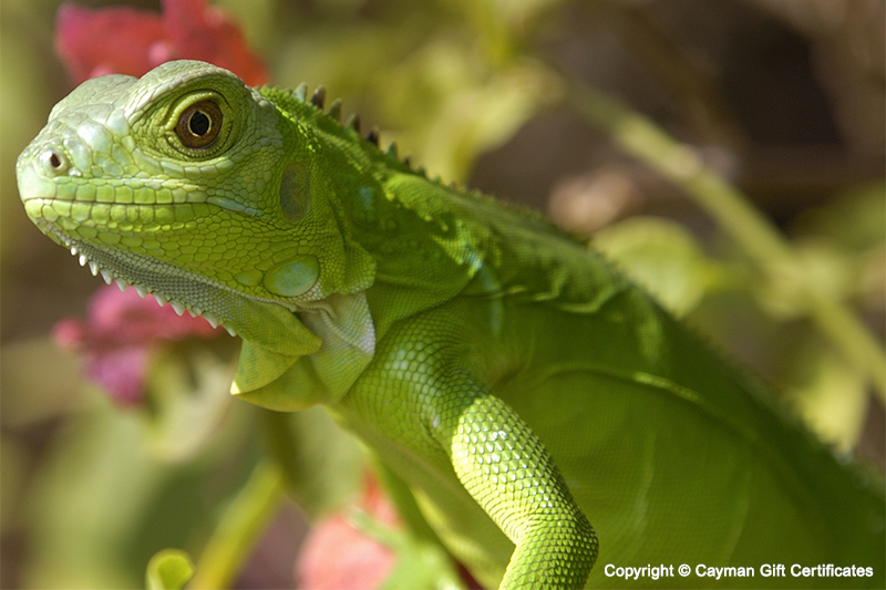 Green Iguana